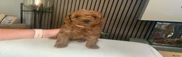 Toy Poodle dogs for sale: Beautiful toy poodles  - Advert 4
