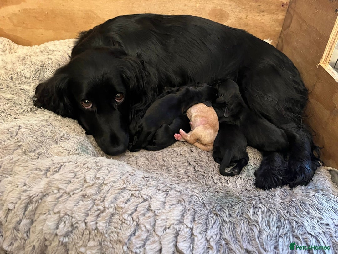 Cocker Spaniel dogs for sale: Kc registered Working cocker spaniel puppies  - Advert 15