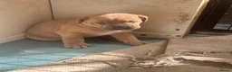 Mixed Breed dogs for sale: Stunning Boerboel x Ridgeback puppies  - Advert 16