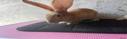 Continental Giant rabbits for sale: Continental giants  - Advert 3