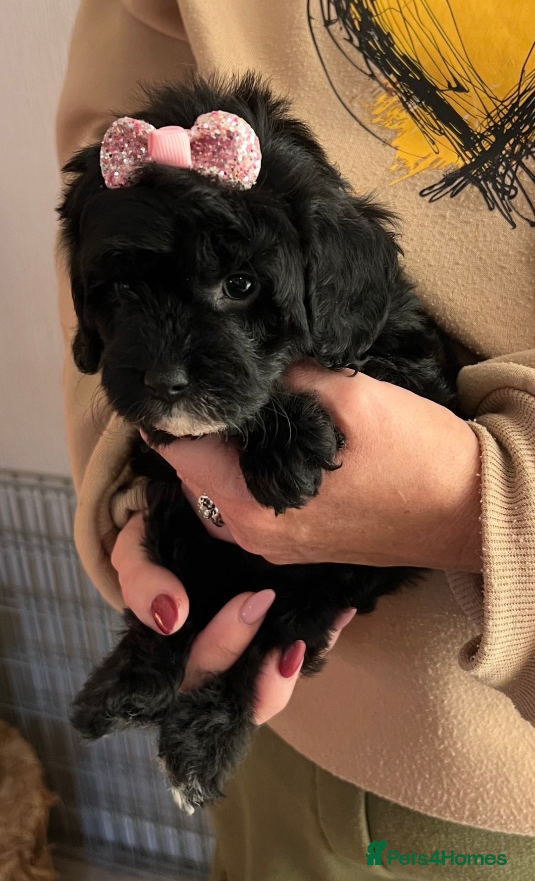 Cavapoo dogs for sale: TOY Fluffy Cavapoo’s From Health Tested Parents - Image 8