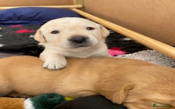 Labrador Retriever dogs for stud: Proven KC Labrador Stud in Stoke-on-Trent - Image 18
