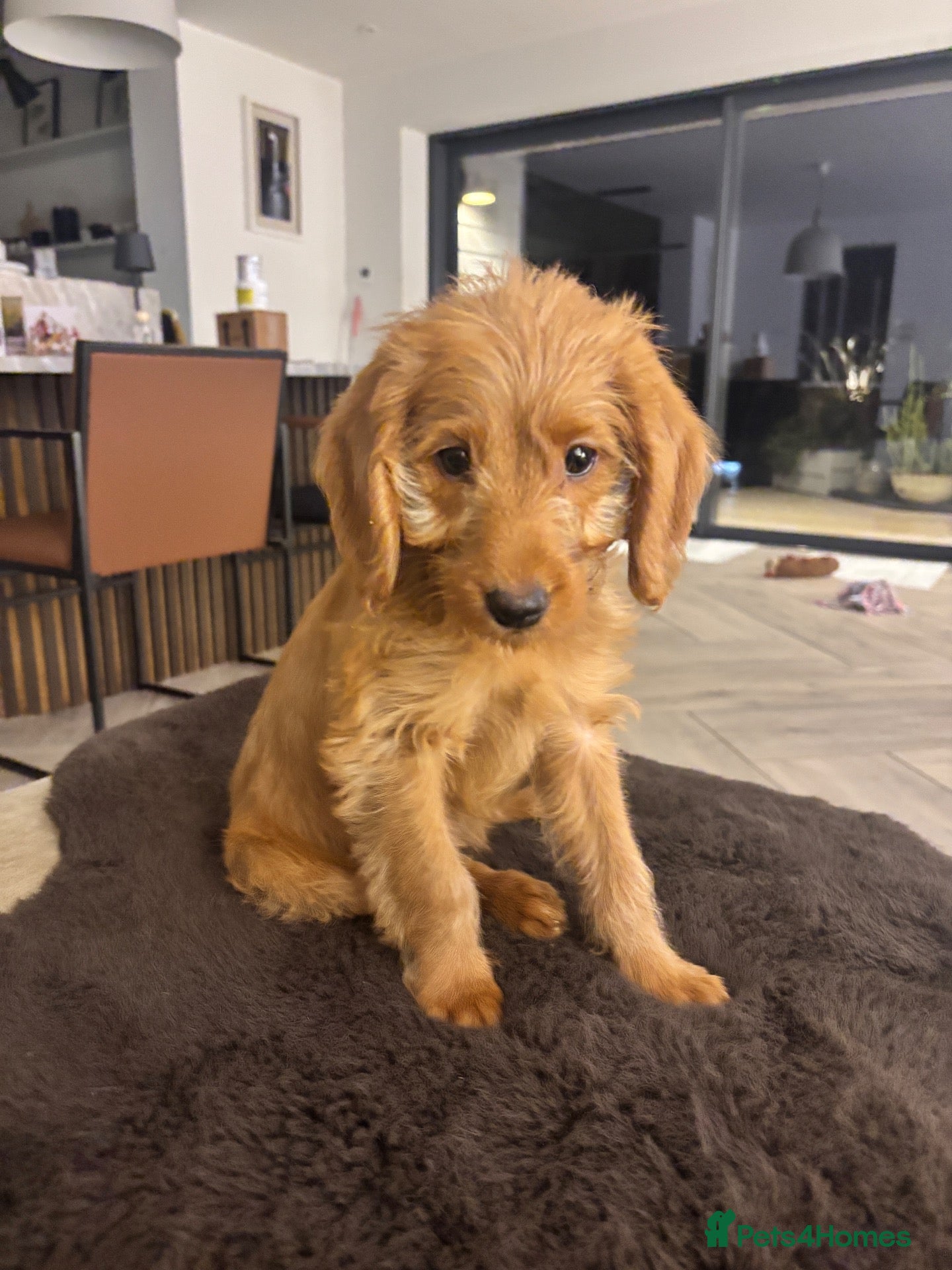 Labradoodle dogs £750 - 1 little girl! Labradoodle F1b generation - Advert 1