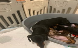 Dachshund dogs for sale: Daschund miniature  - Image 7