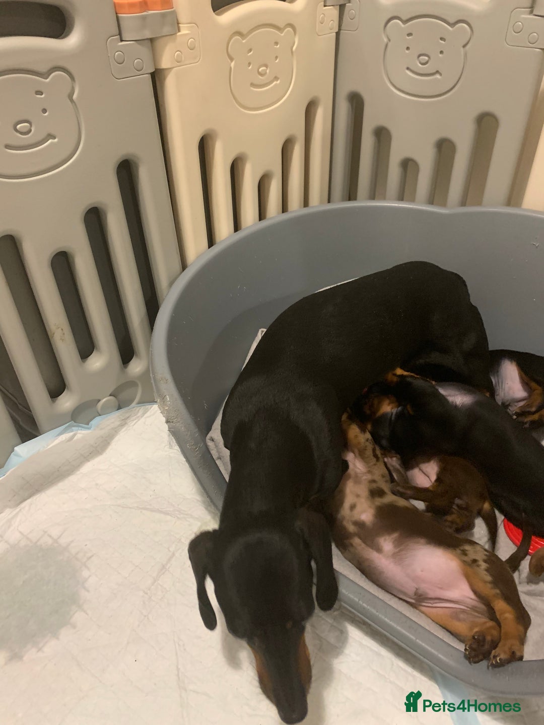 Dachshund dogs for sale: Daschund miniature  - Image 7