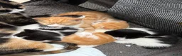 Mixed Breed cats for sale: Stunning Kittens in London - Advert 4