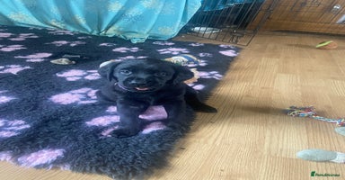 Labrador Retriever dogs - Advert 3