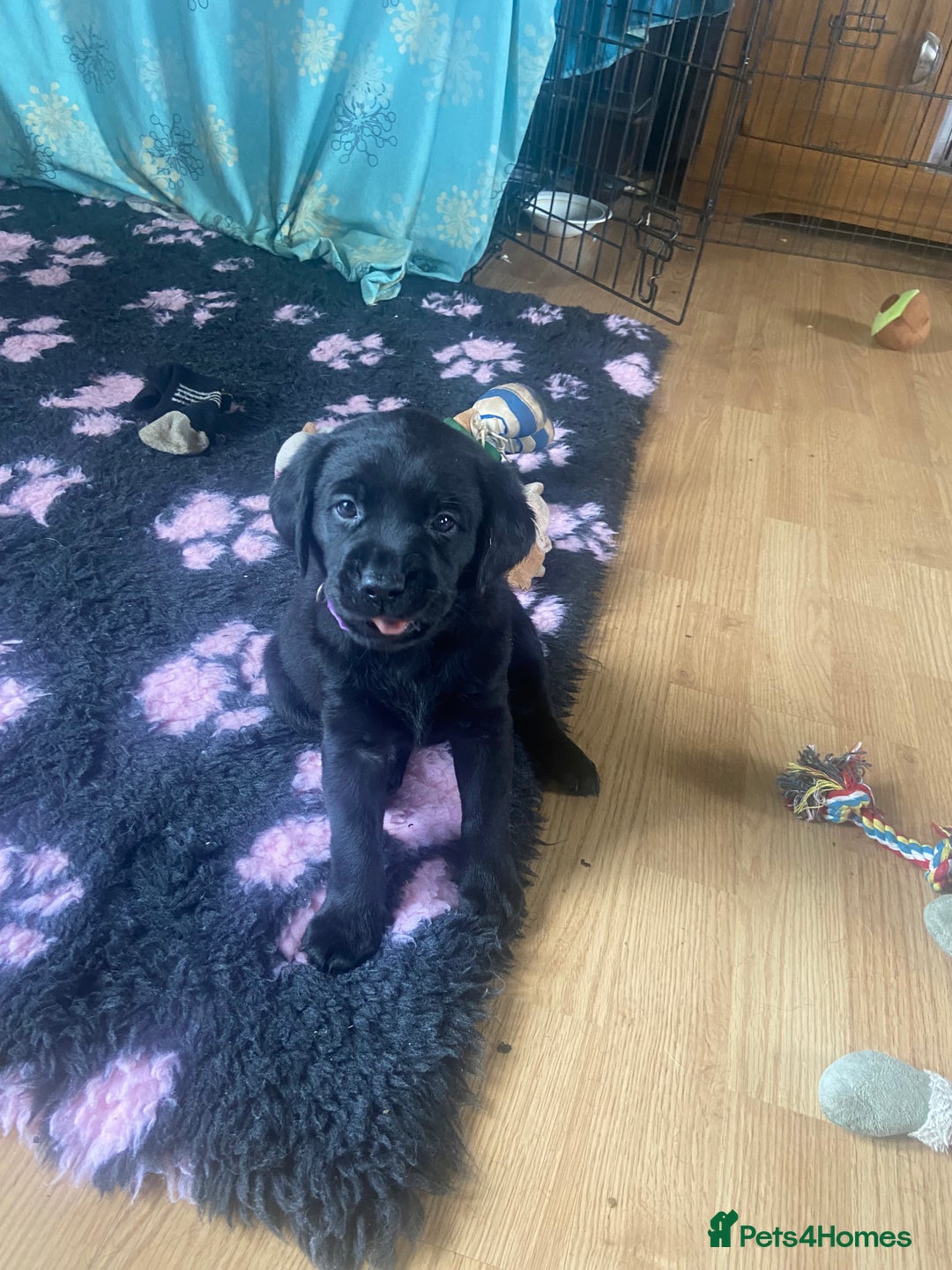 Labrador Retriever dogs for sale: 10 Beautiful black Labrador puppies - Image 3
