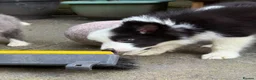 Border Collie dogs for sale: 4 Border Collie puppies in Wigan - Advert 7