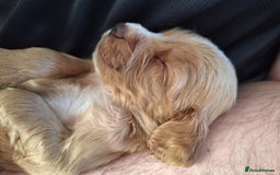 Cocker Spaniel dogs for sale: Stunning cocker spaniels for sale - Image 1