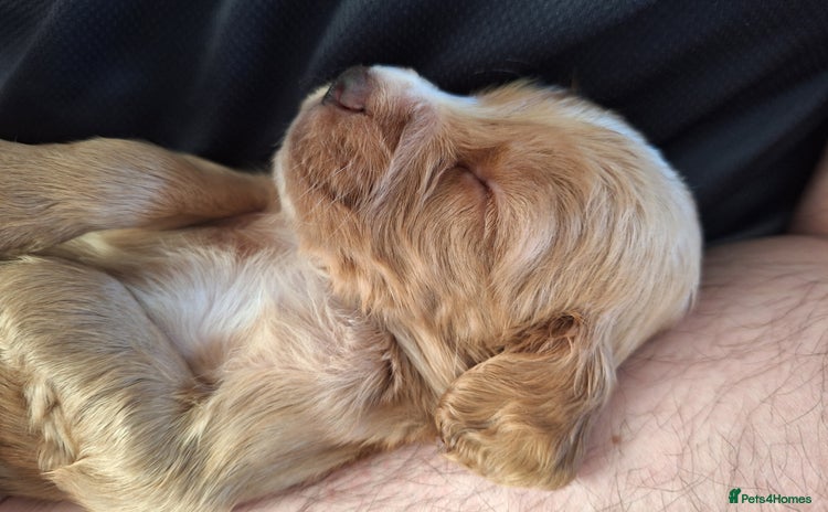Cocker Spaniel dogs - Advert 13