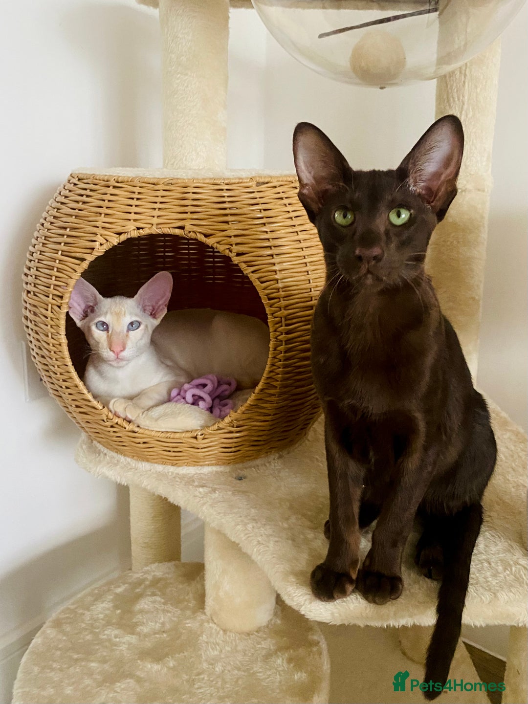 Oriental cats for sale: Oriental and Siamese kittens GCCF reg - Image 28