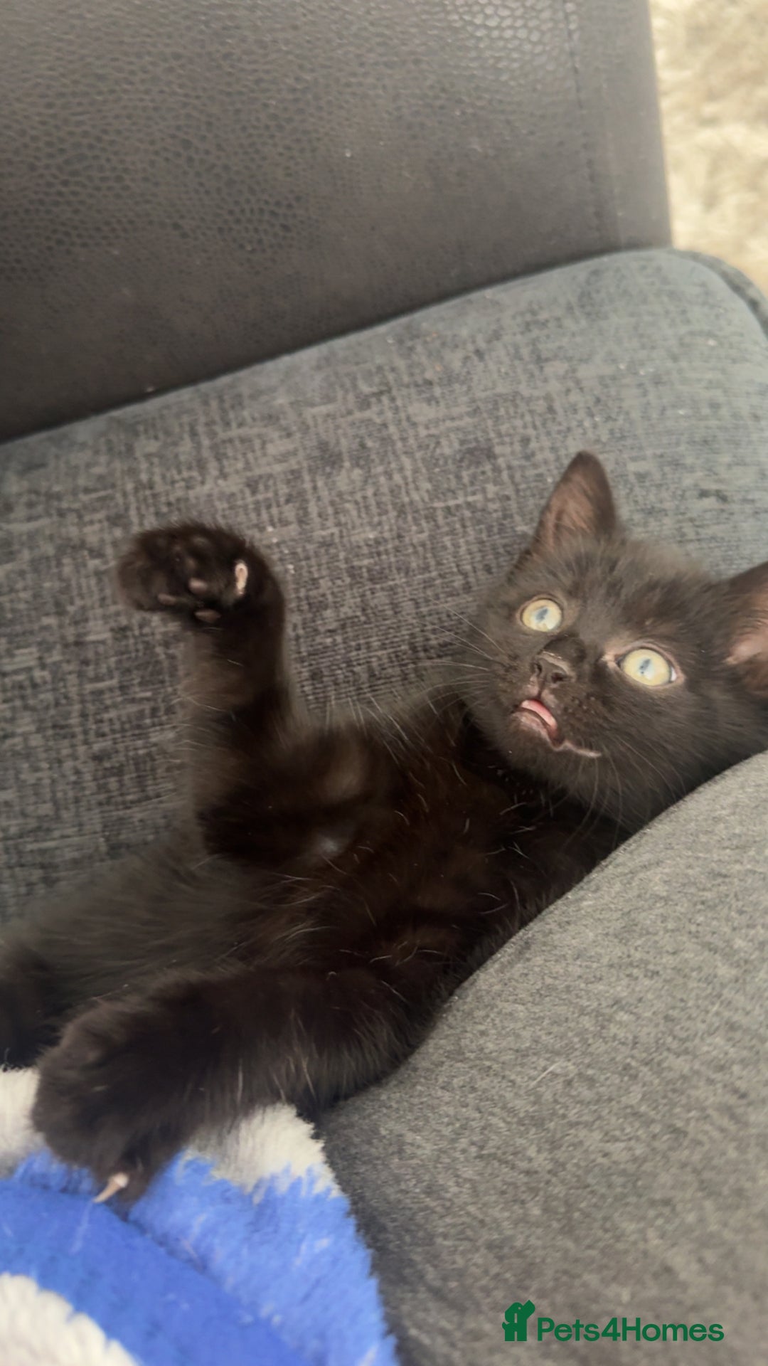 Mixed Breed cats for sale: Kittens  - Image 3