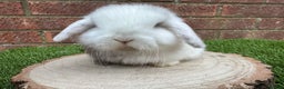 Mini Lop rabbits for sale: Stunning purebred mini lop ready to reserve  - Advert 7