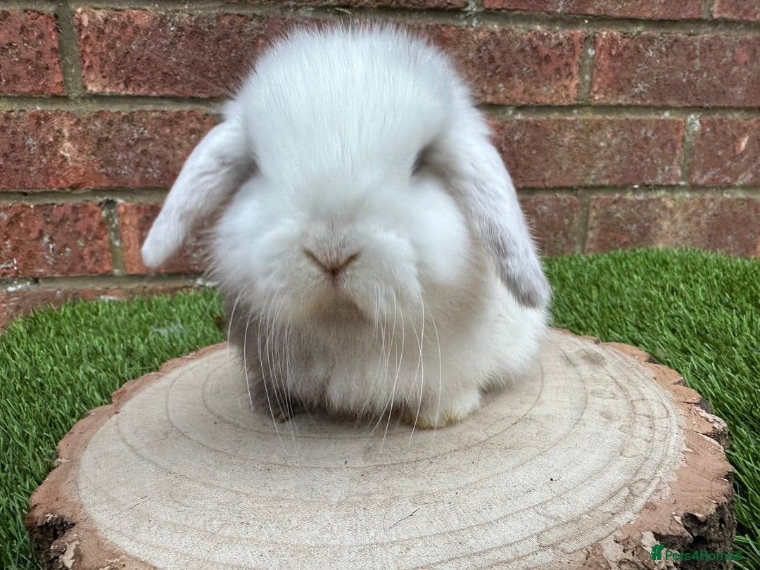 Mini Lop rabbits for sale: Stunning purebred mini lop ready to reserve  - Advert 7