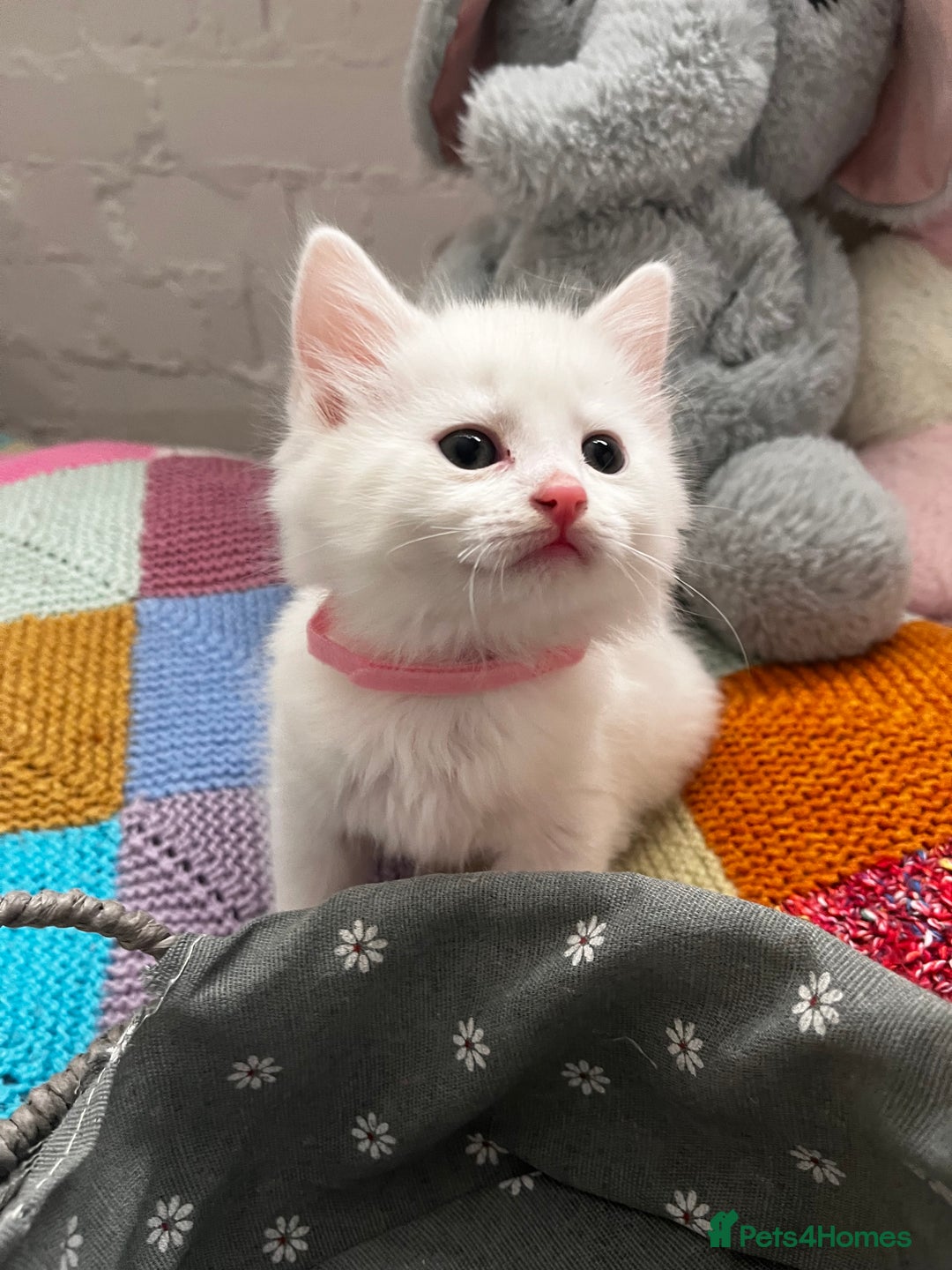 Turkish Angora cats for sale: Turkish Angora Longhair kittens - Advert 34
