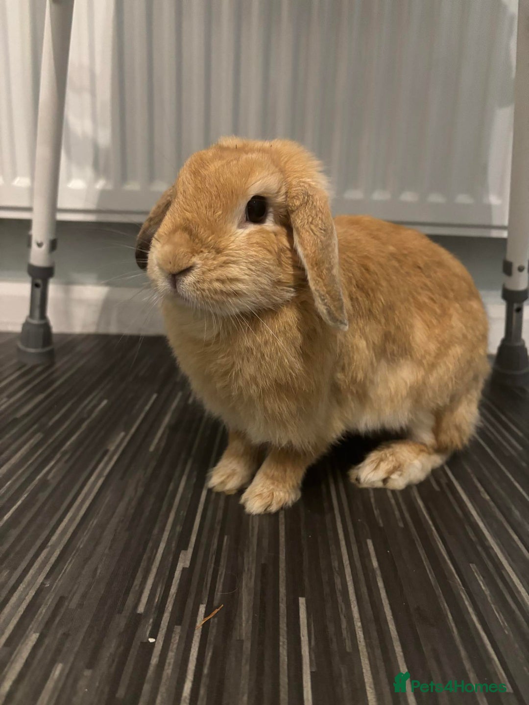 Netherland Dwarf rabbits for sale: netherland dwarf x minilop 5 black / brown rabbits - Image 24