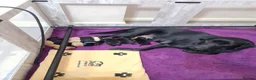 Labrador Retriever dogs for sale: Health tested KC Labrador Puppies in Newbury - Advert 12