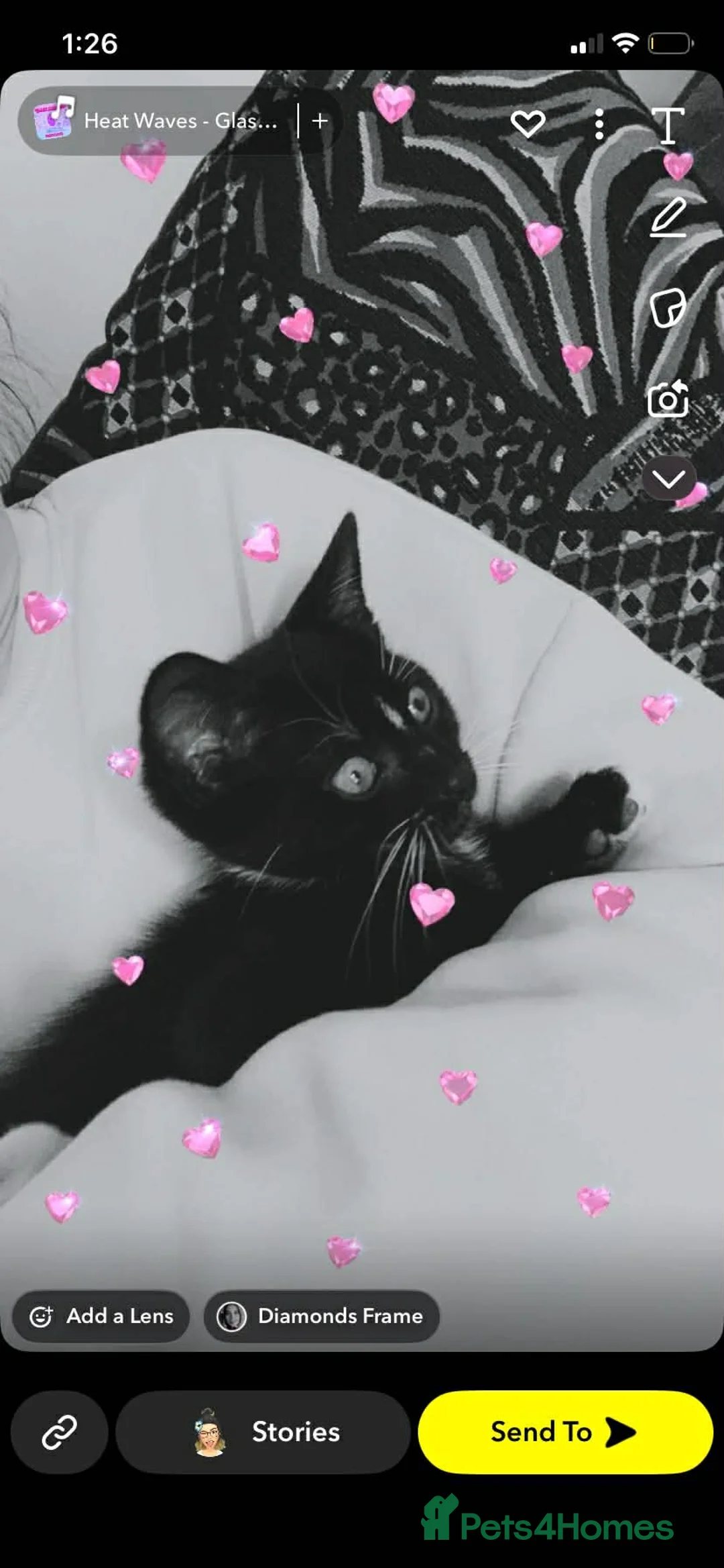 Mixed Breed cats for sale: Black kitten in Melton Mowbray - Advert 1