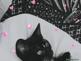 Mixed Breed cats Black kitten in Melton Mowbray - Advert 1