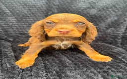 Cocker Spaniel dogs for sale: Beautiful Female Cocker Spaniel Puppies  - Image 1