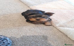 Yorkshire Terrier dogs for sale: Yorkshire terrier puppies  - Image 13