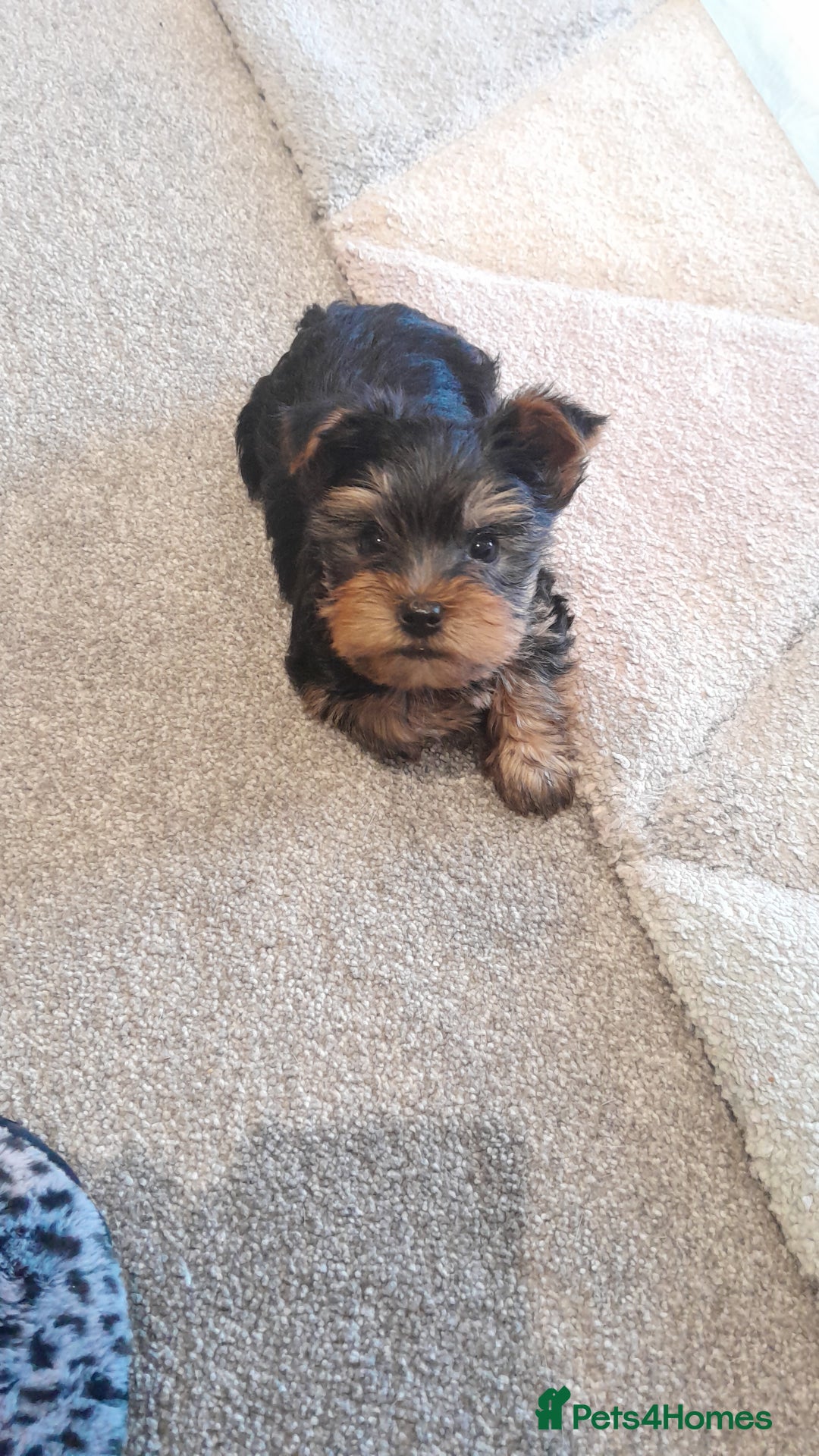 Yorkshire Terrier dogs for sale: Yorkshire terrier puppies  - Image 13