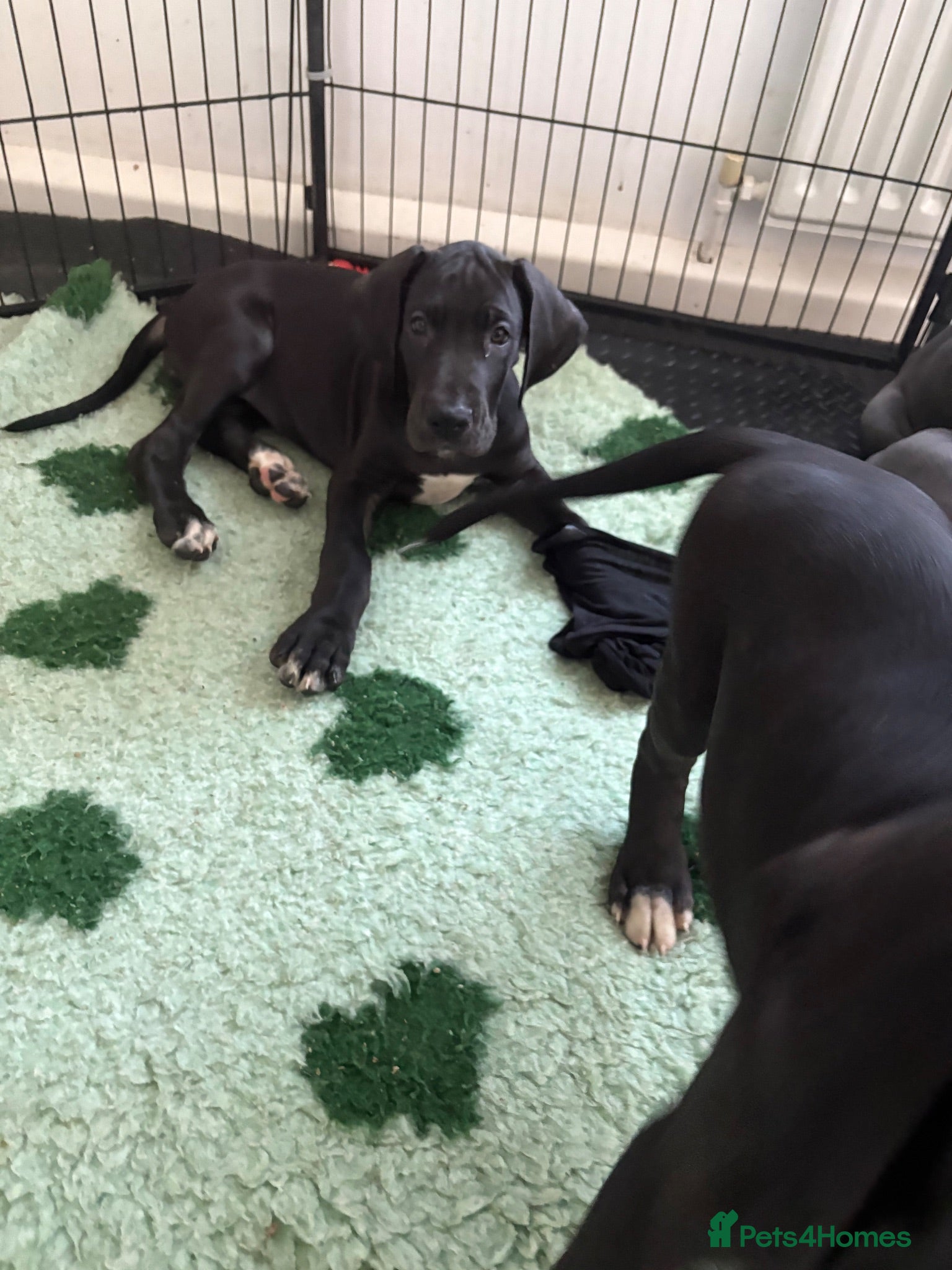 Great Dane dogs High Quality Great Dane Puppies - Advert 1