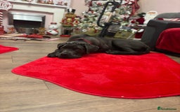 Cane Corso dogs for sale: Male corso - Advert 3