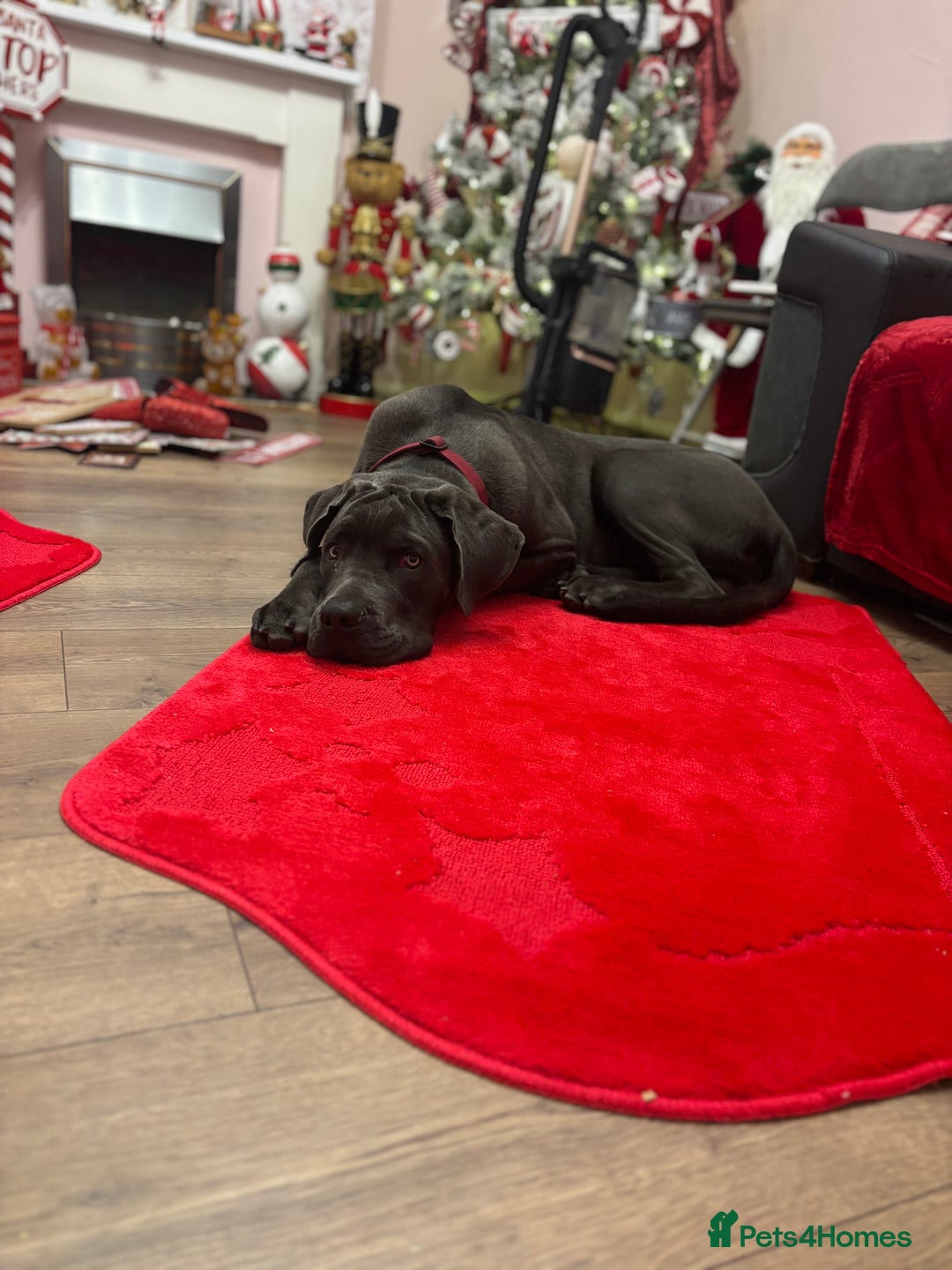 Cane Corso dogs for sale: Male corso - Advert 3