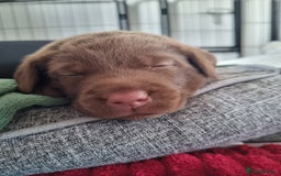 Labrador Retriever dogs for sale: Bundle of Chocolate Joy- Labrador Retrive Puppies - Image 17