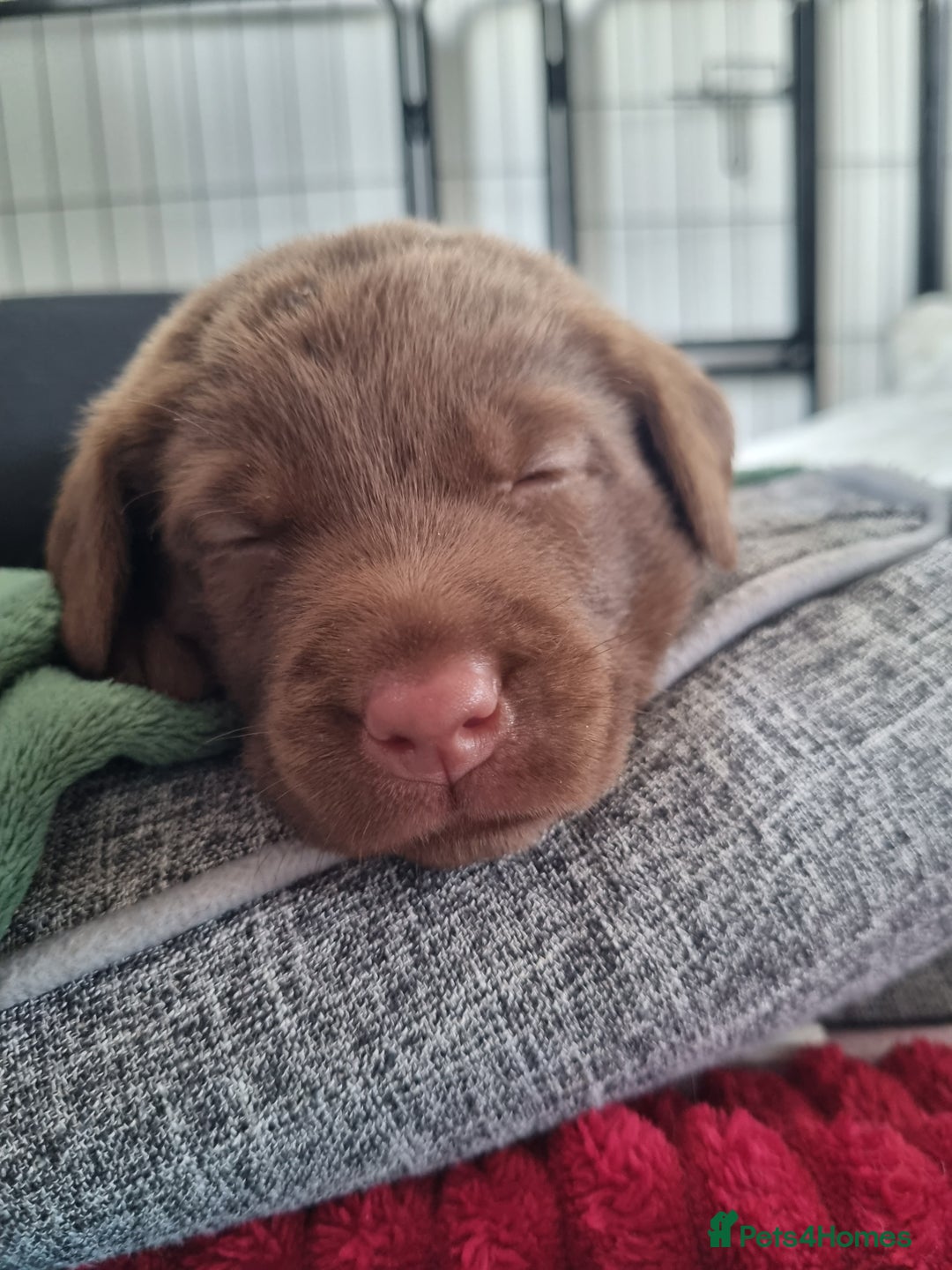 Labrador Retriever dogs for sale: Bundle of Chocolate Joy- Labrador Retrive Puppies - Image 17