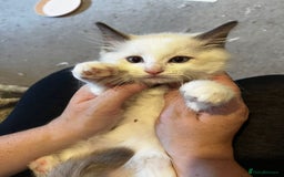 Ragdoll cats for sale:  Last two pure Ragdolls ready now reduced price - Image 11