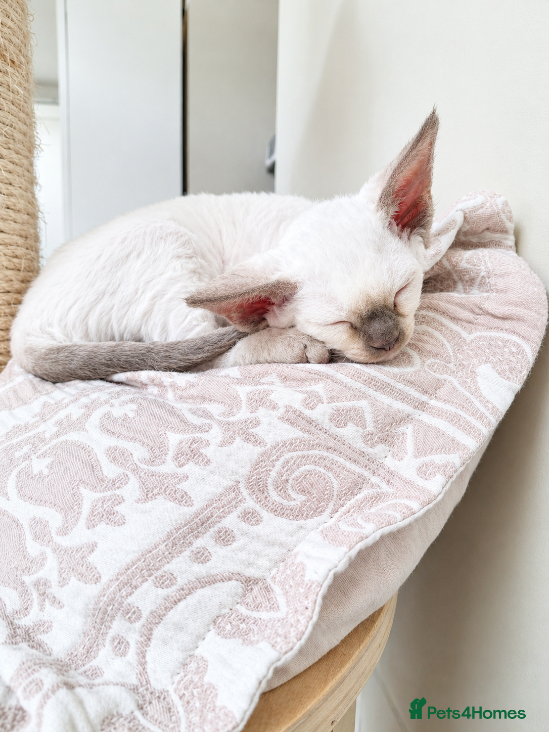 Devon Rex cats Devon rex kittens neutered  included in the price - Advert 2