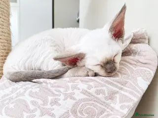 Devon Rex cats Devon rex kittens neutered included in the price - Advert 2