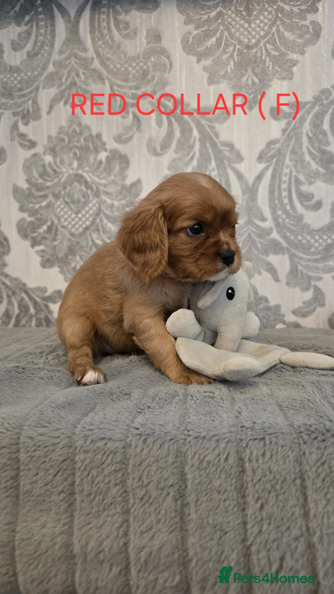 Cavalier King Charles Spaniel dogs for sale: Cavalier king charles spaniels in Fleetwood - Advert 2