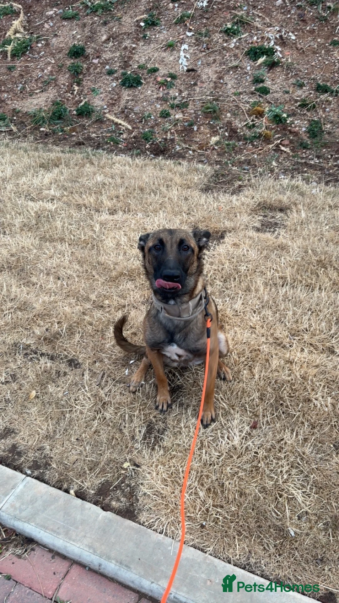 Belgian Shepherd Dog dogs for sale: belgian malinois  in Coventry - Advert 2