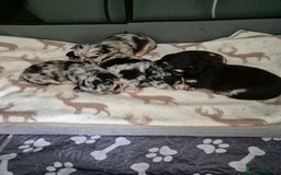 Chihuahua dogs for sale: Chihuahua Females - Merle - Image 13