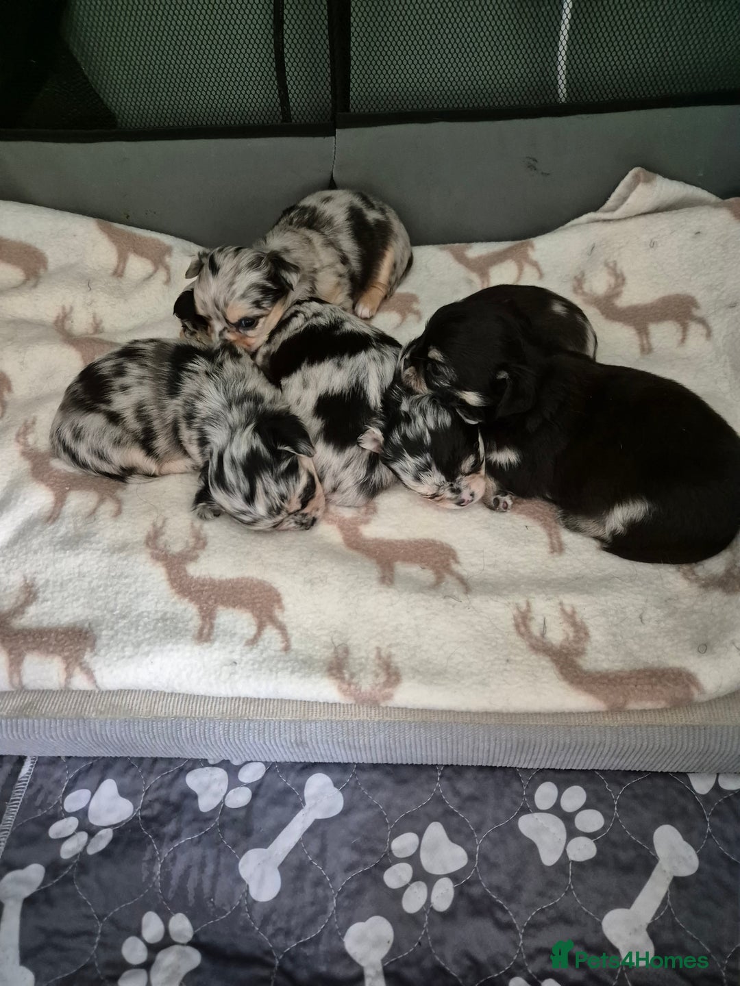 Chihuahua dogs for sale: Chihuahua Females - Merle - Image 13