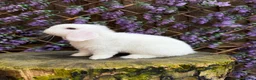 Mini Lop rabbits for sale: Mini lop siblings Ready now  - Advert 6