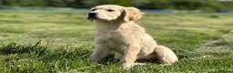 Golden Retriever dogs for sale: Pedigree Golden Retriever Cream Female - Advert 6