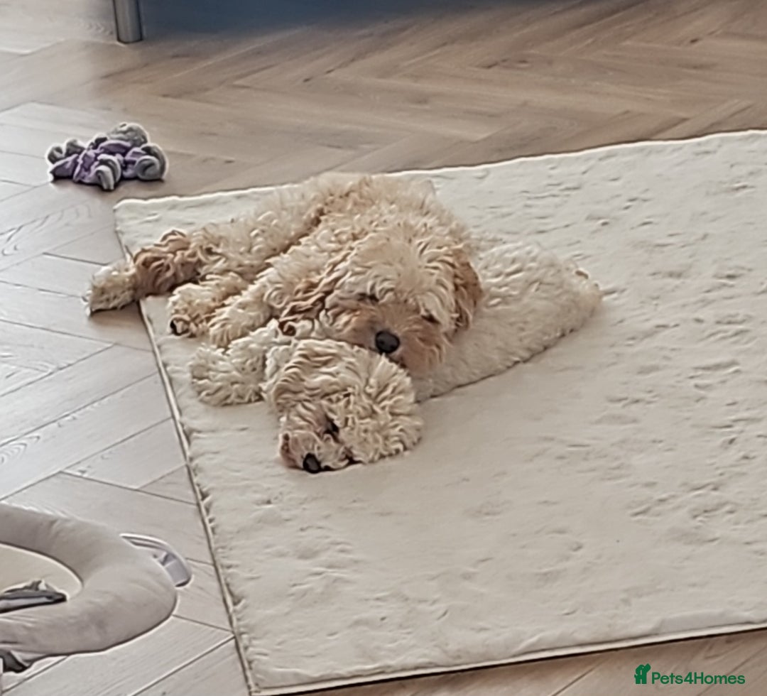 Cavachon dogs for sale: Brother and sister Cavapoochons - Image 3