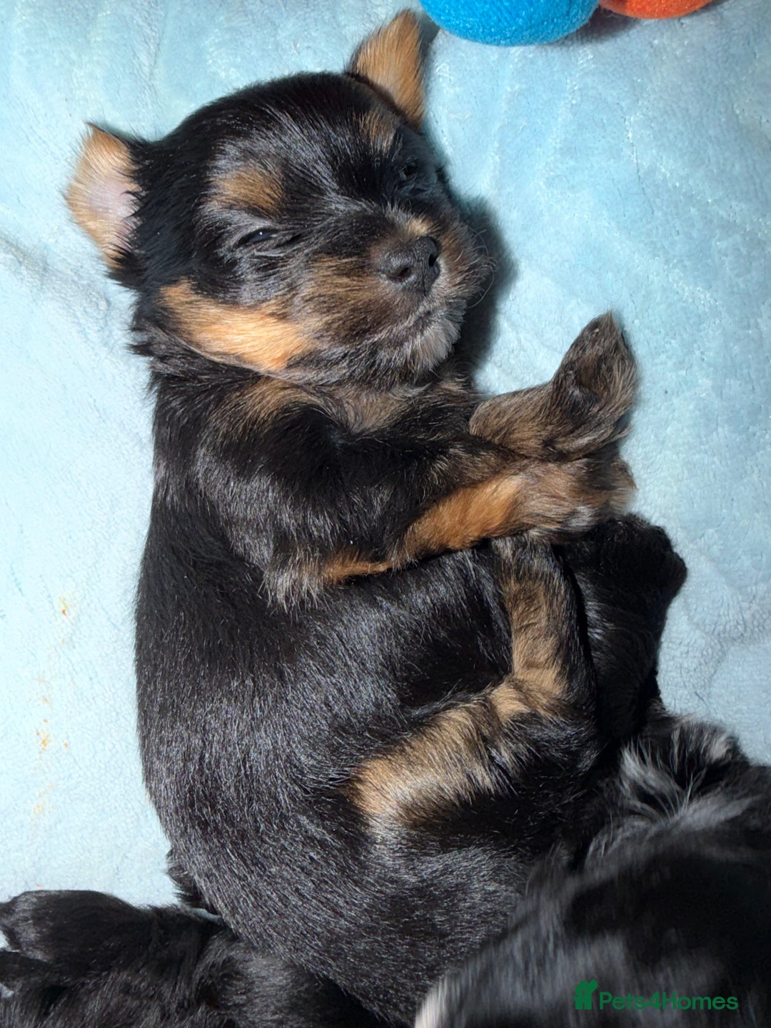 Yorkshire Terrier dogs for sale: For sale Tiny Yorkshire Terrier - Advert 12