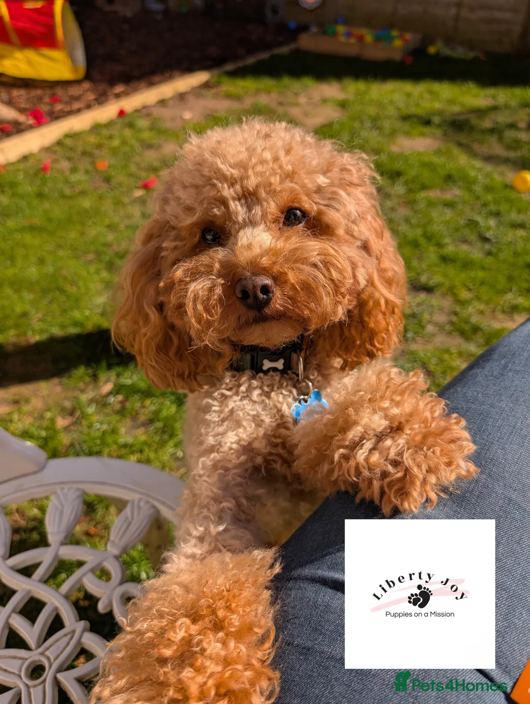 Toy Poodle dogs for stud: KC Red Toy Poodle for STUD - DNA & Health Tested in Emsworth - Advert 1