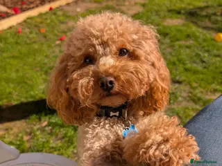 Toy Poodle dogs KC Red Toy Poodle for STUD - DNA & Health Tested in Emsworth - Advert 15