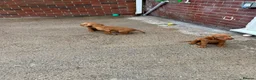 Hungarian Vizsla dogs for sale: Wire haired Hungarian Vizsla pups - Advert 8