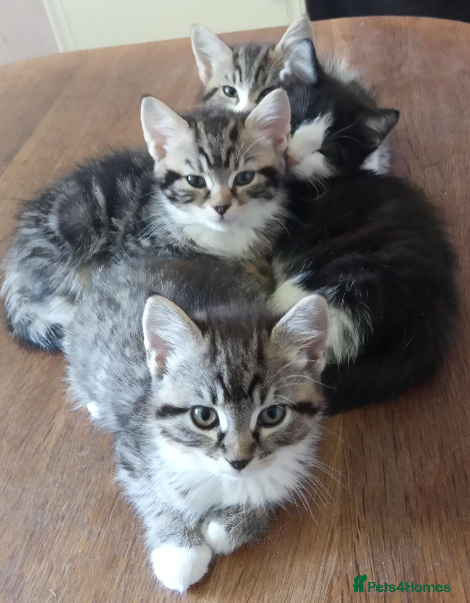 Mixed Breed cats Adorable Tabbies and Tuxedo - Advert 1
