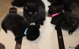 Mixed Breed cats for sale: BRITISH SHORT HAIR MIX  - Image 19