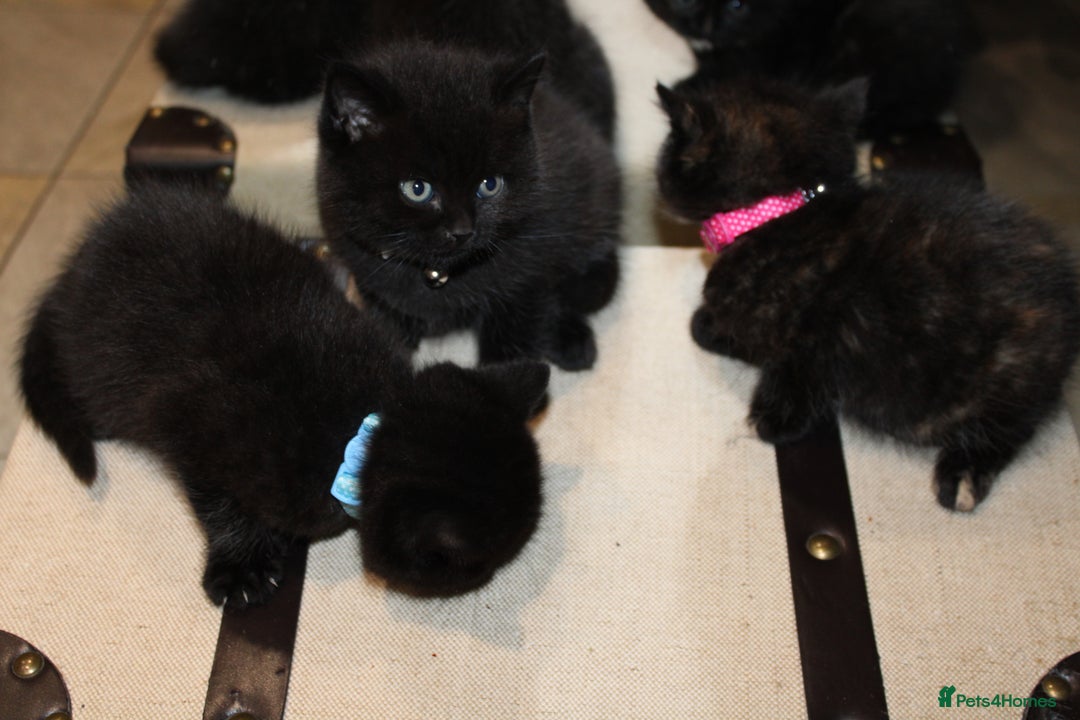Mixed Breed cats for sale: BRITISH SHORT HAIR MIX  - Image 19