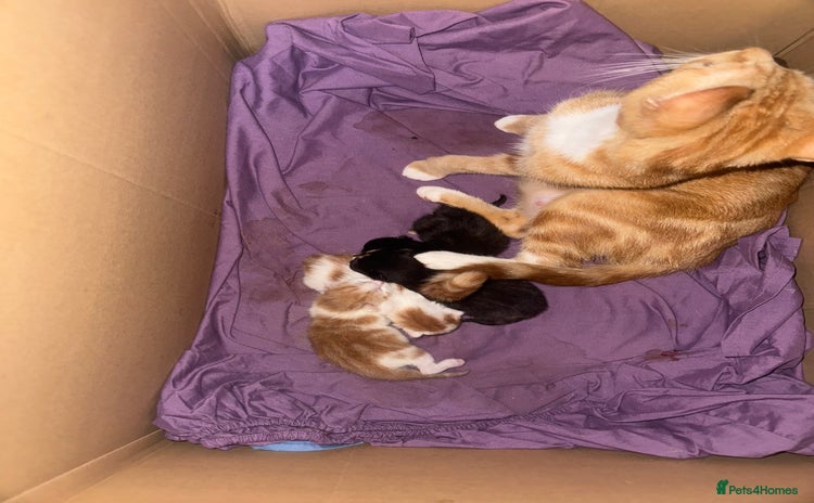 Domestic Shorthair cats - Advert 3